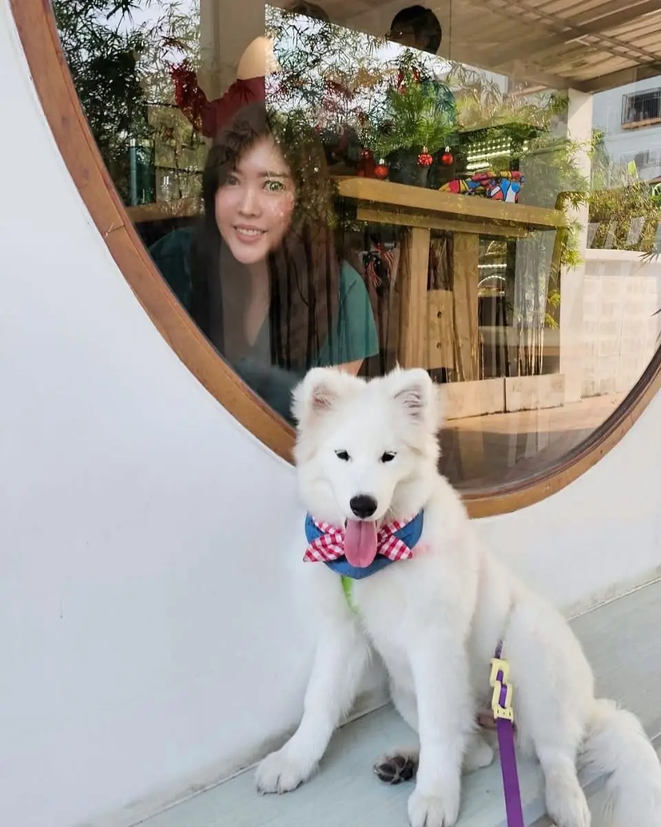 Jeji Cafe & Dessert Shop pets image 5