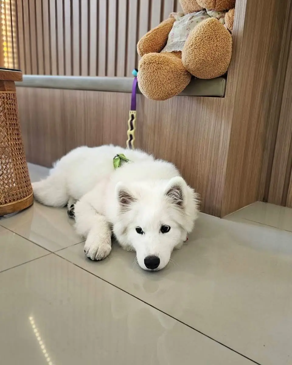 Jeji Cafe & Dessert Shop pets image 1