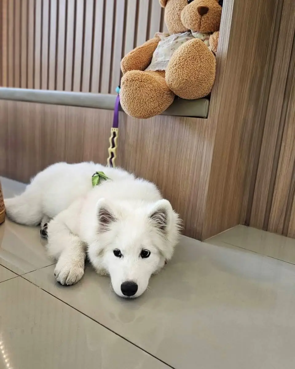 Jeji Cafe & Dessert Shop pets image 4