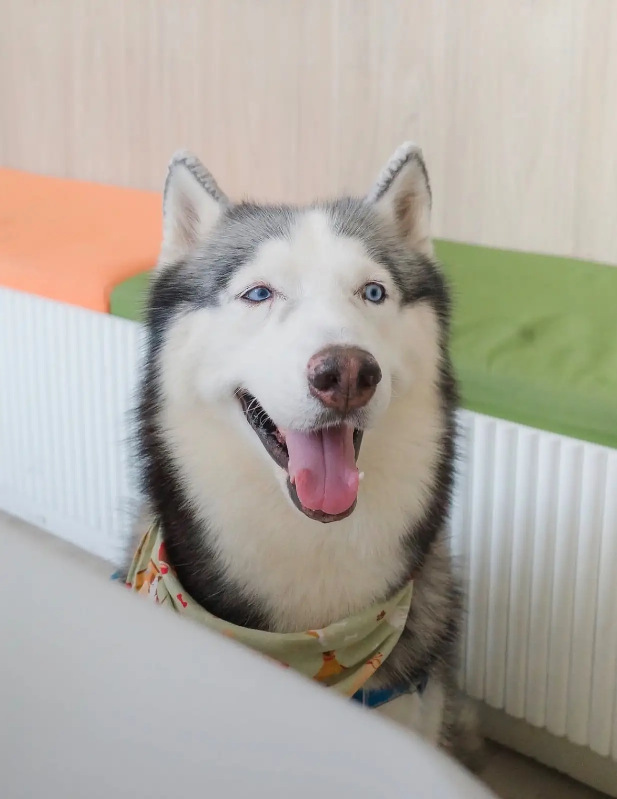 HOMEALS pets image 1