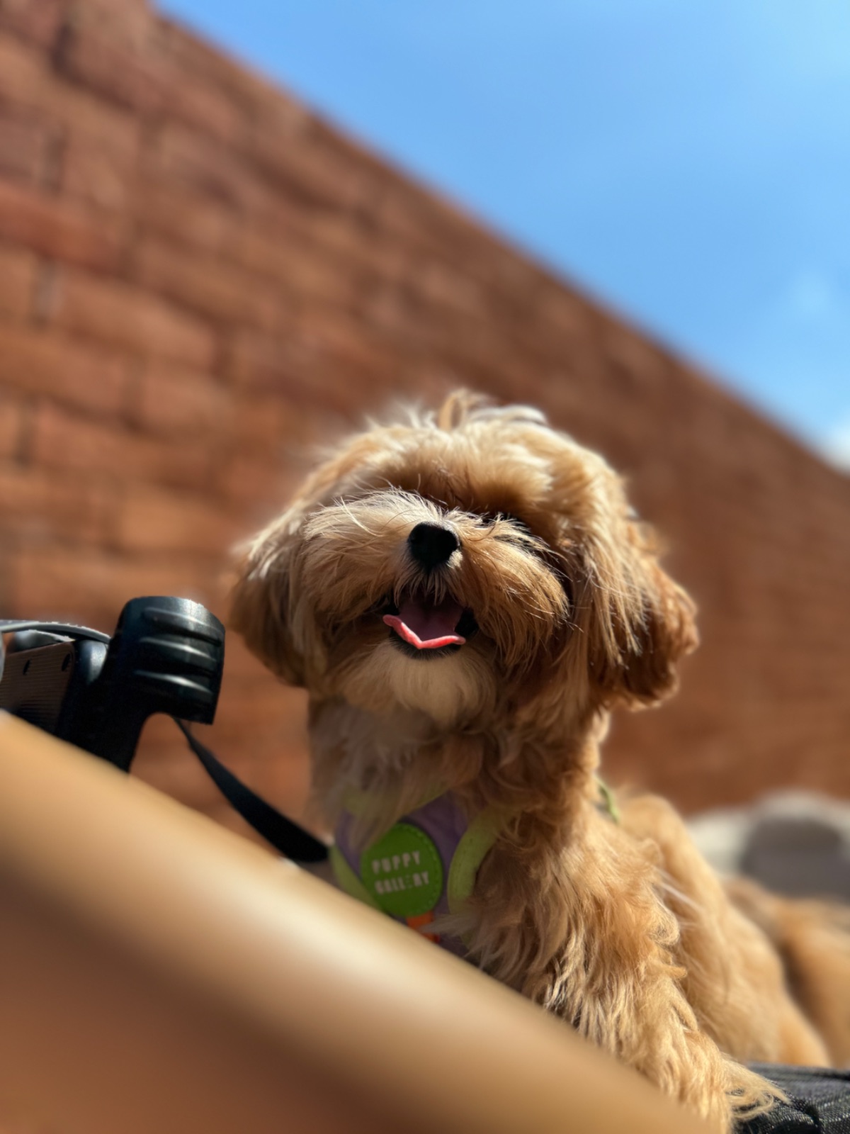 Dawn To Dusk pets image 4