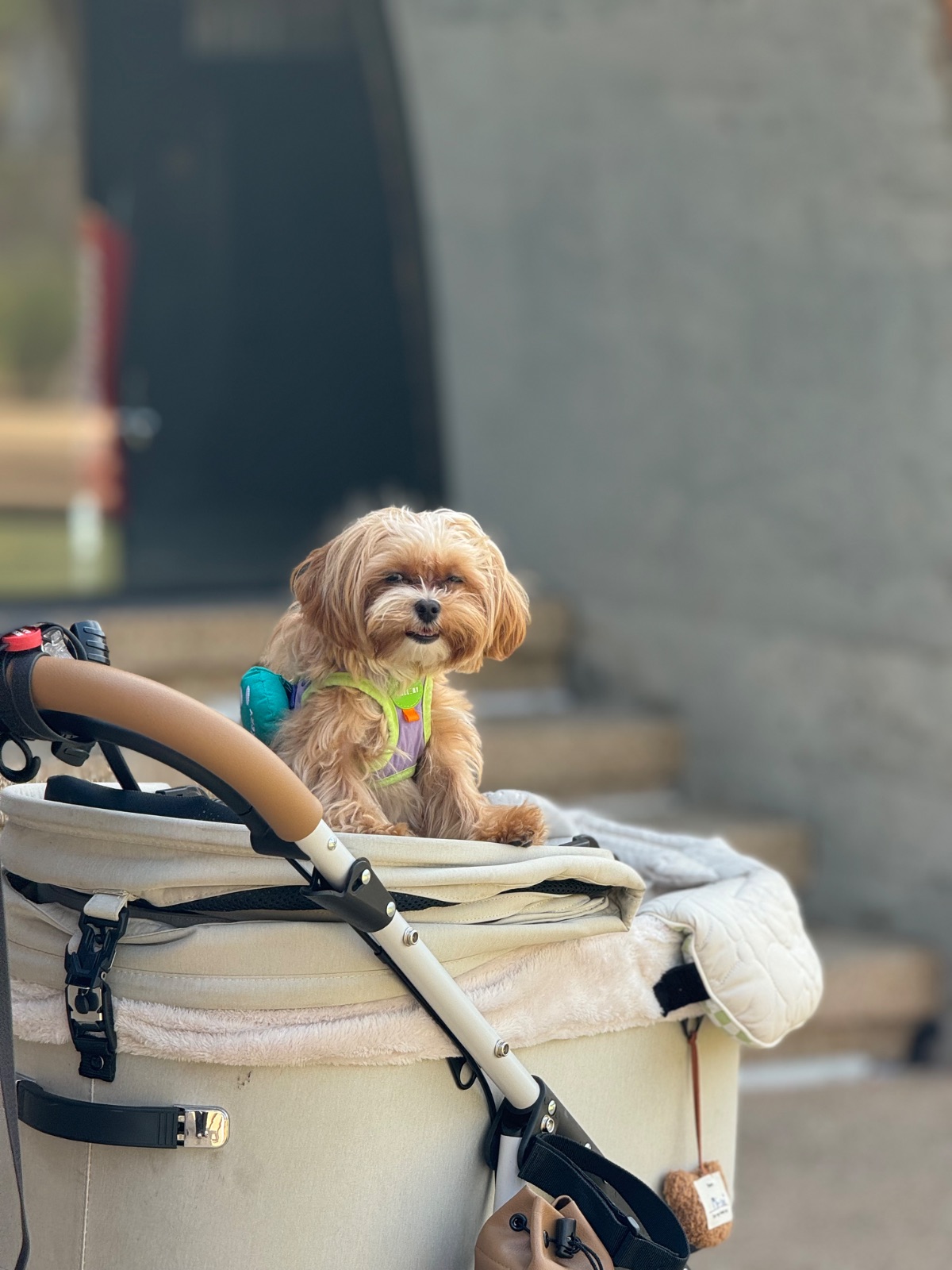 Dawn To Dusk pets image 1