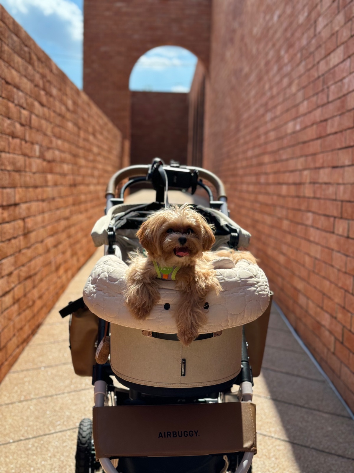 Dawn To Dusk pets image 3