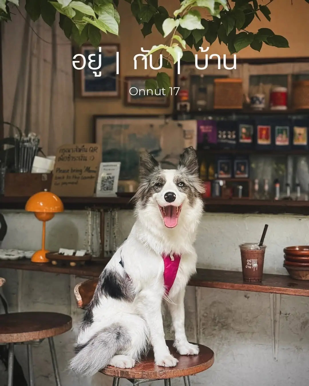 อยู่กับบ้าน pets image 1