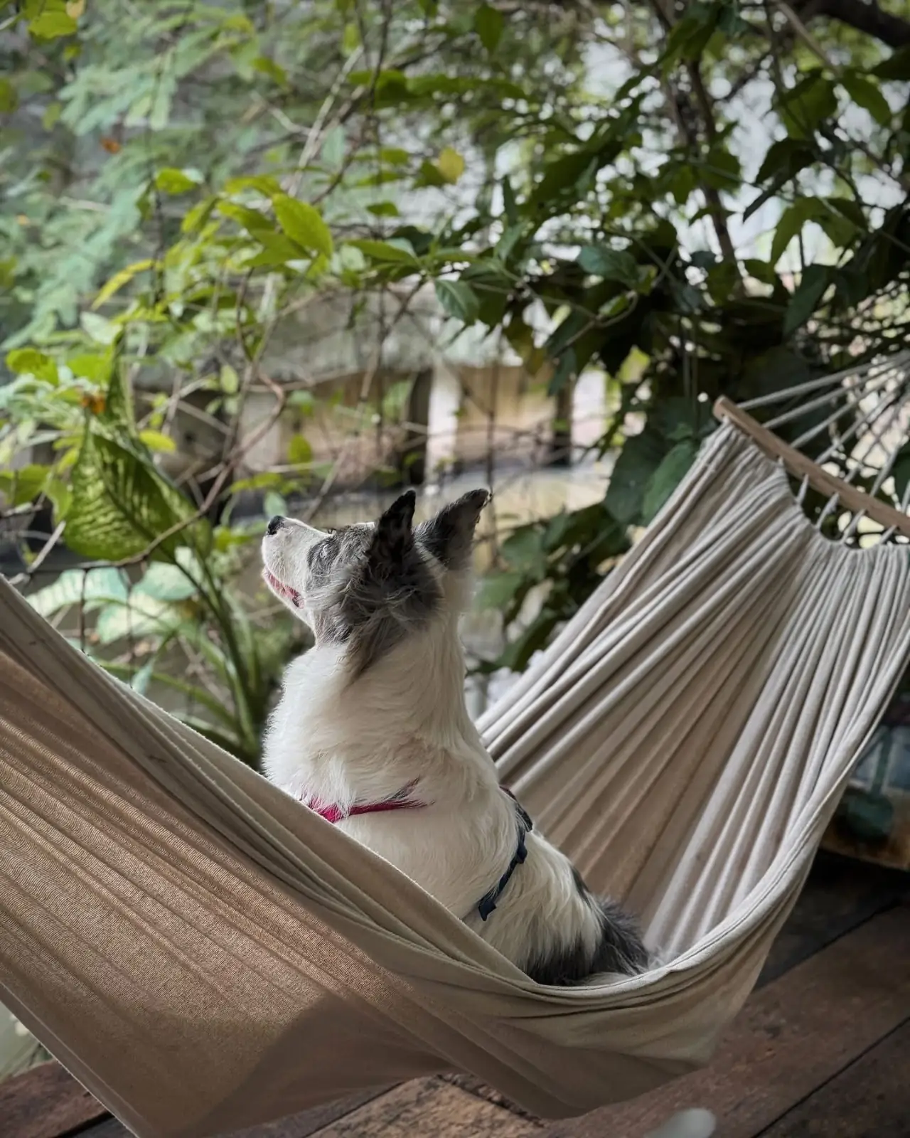 อยู่กับบ้าน pets image 2