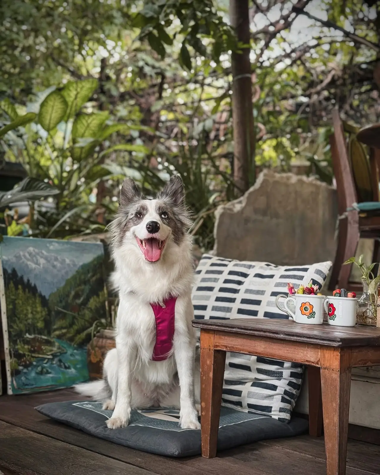 อยู่กับบ้าน pets image 3