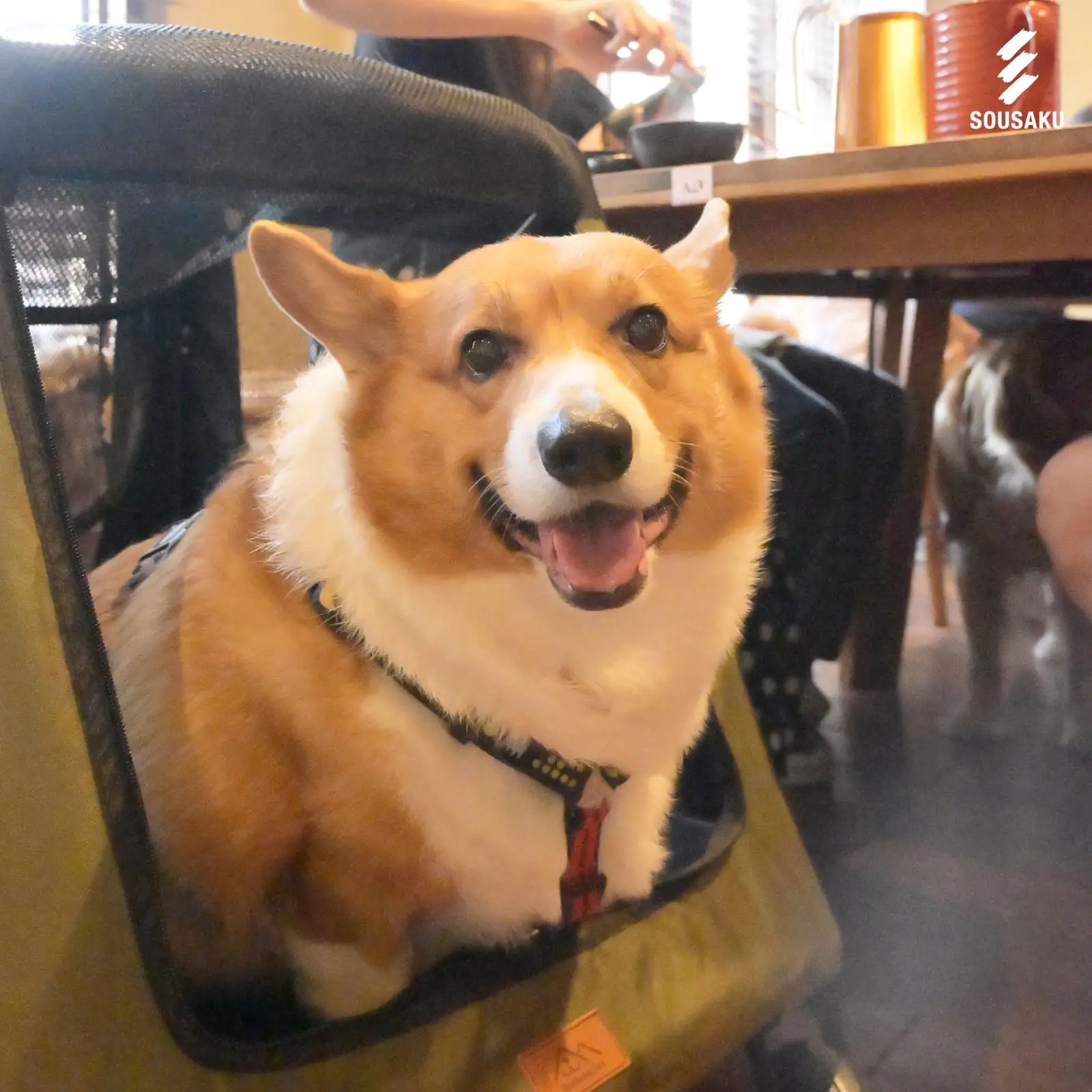 Sousaku Gourmet Shabu Buffet - Central World pets image 1