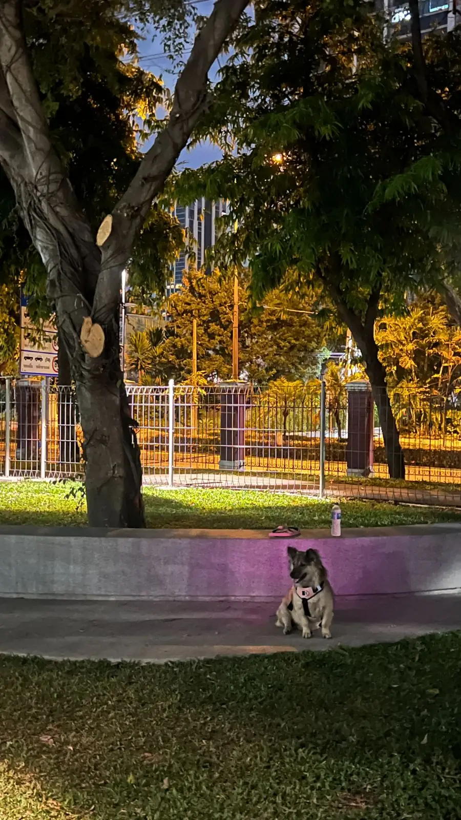 สวนลุมพินี pets image 2