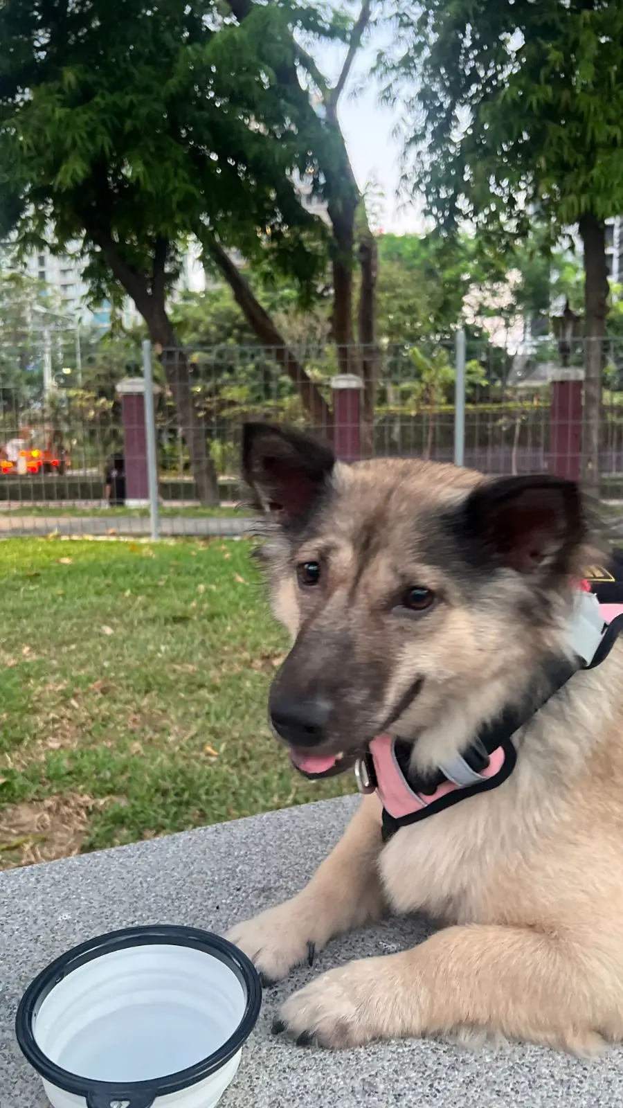 สวนลุมพินี pets image 1