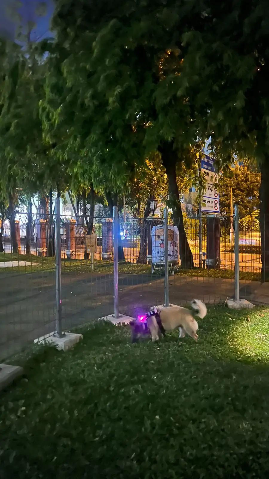 สวนลุมพินี pets image 3
