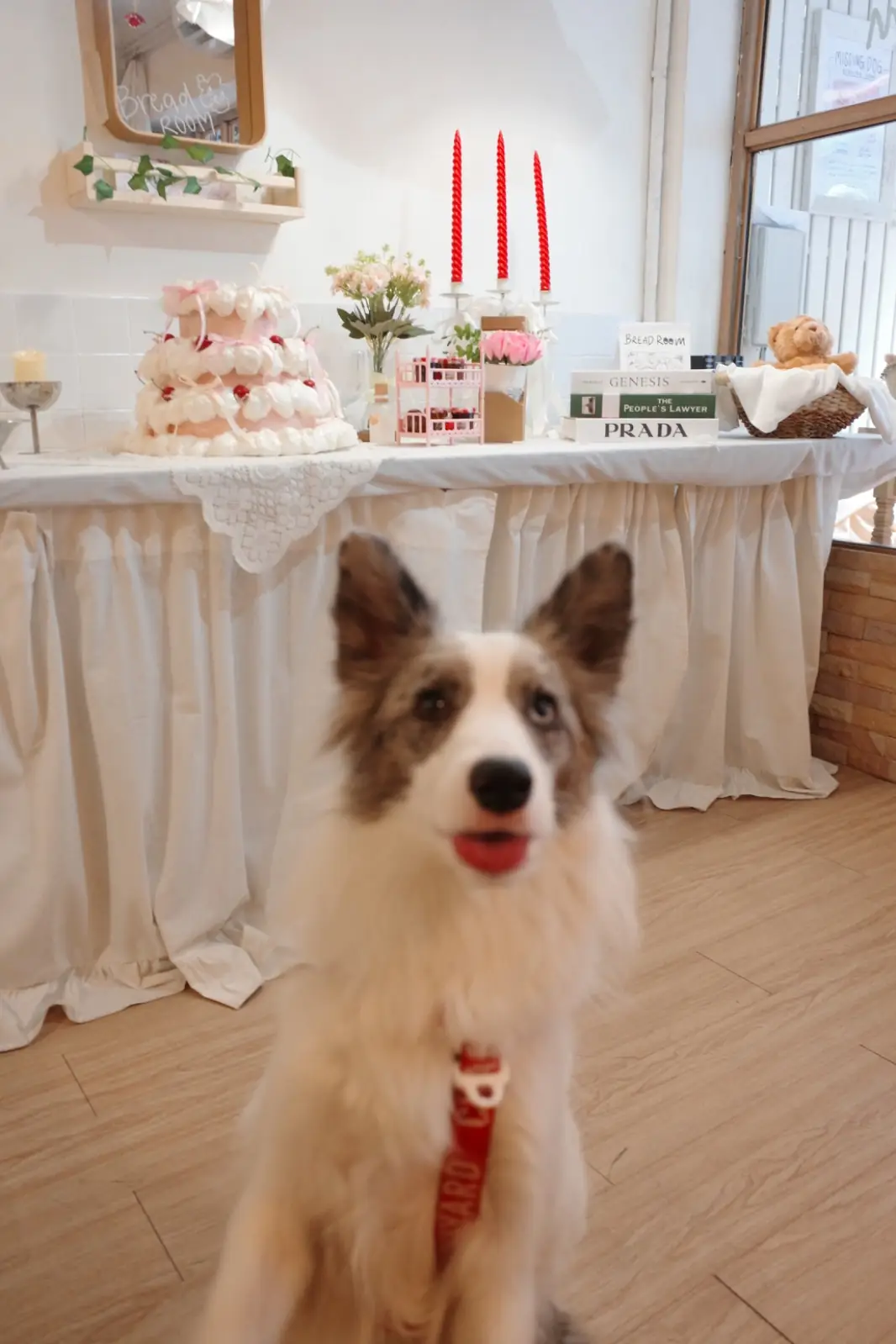 Breadroom Cafe pets image 1