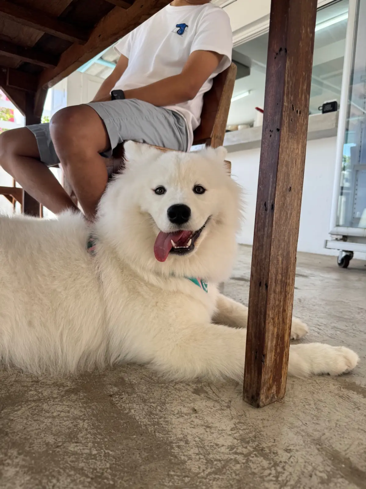 ครัวคุณปู่ บ้านคุณย่า pets image 1