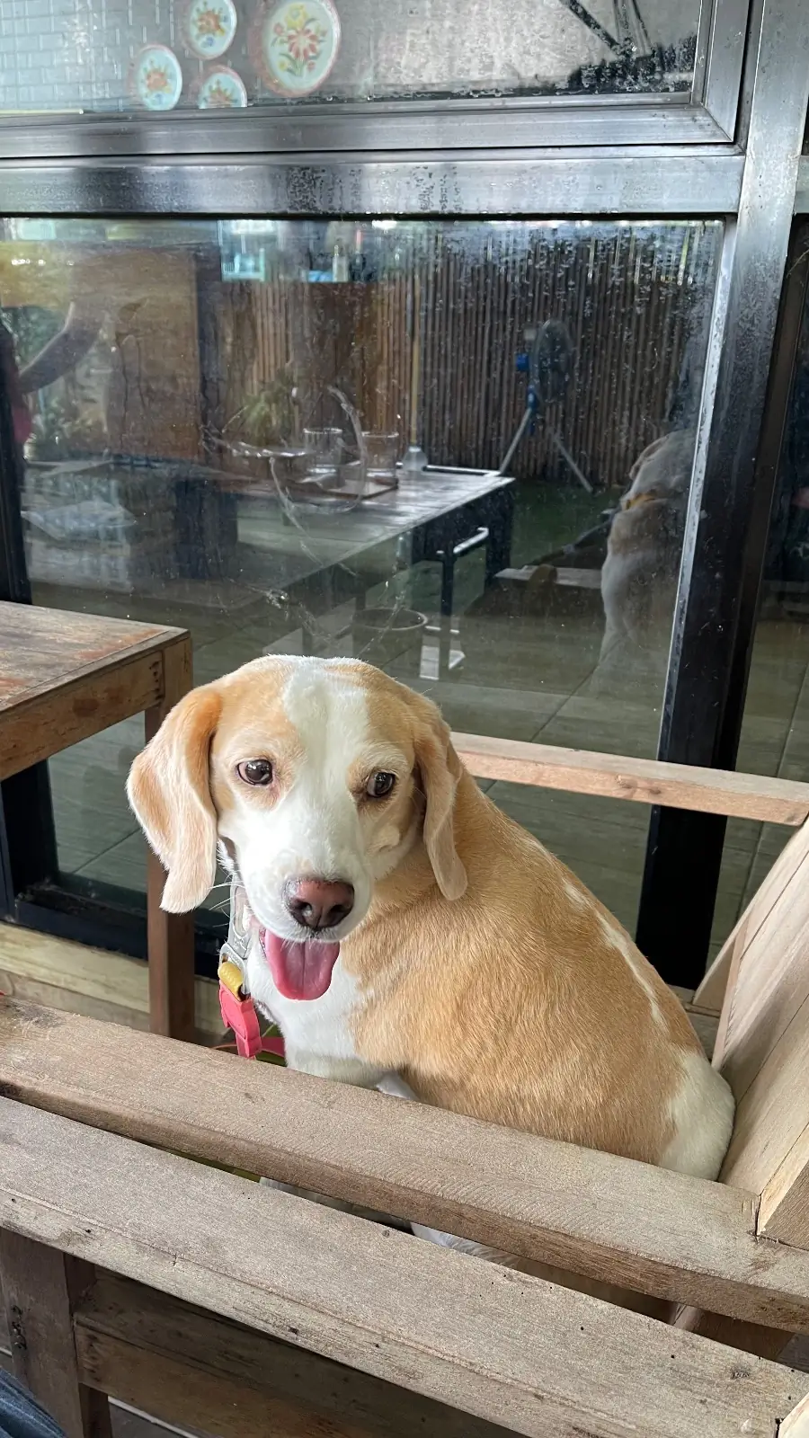 ส้มตำโฮมมี่ pets image 2