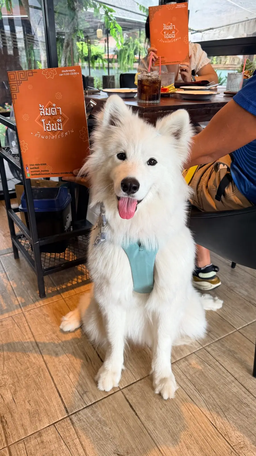 ส้มตำโฮมมี่ pets image 7