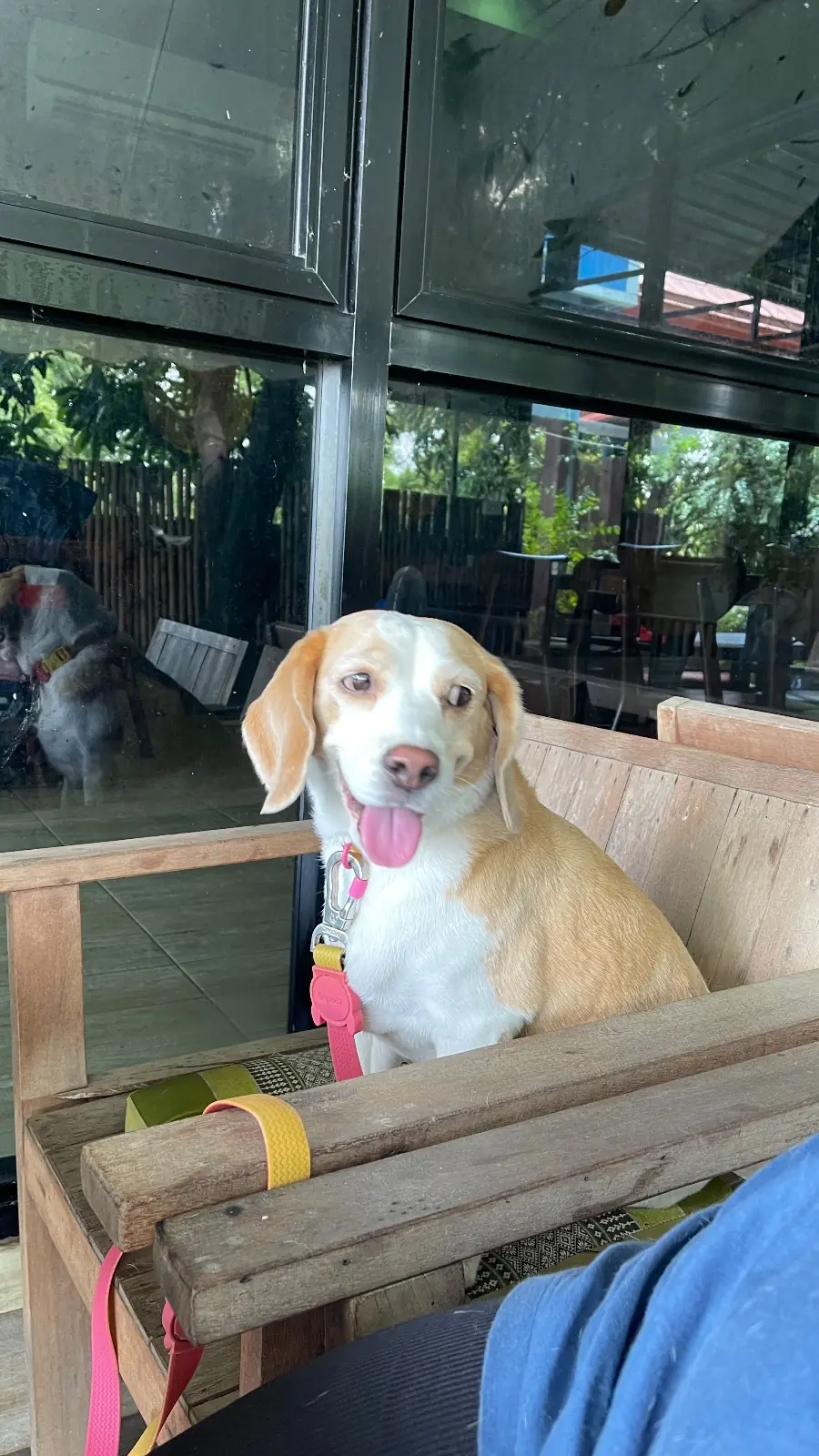 ส้มตำโฮมมี่ pets image 1