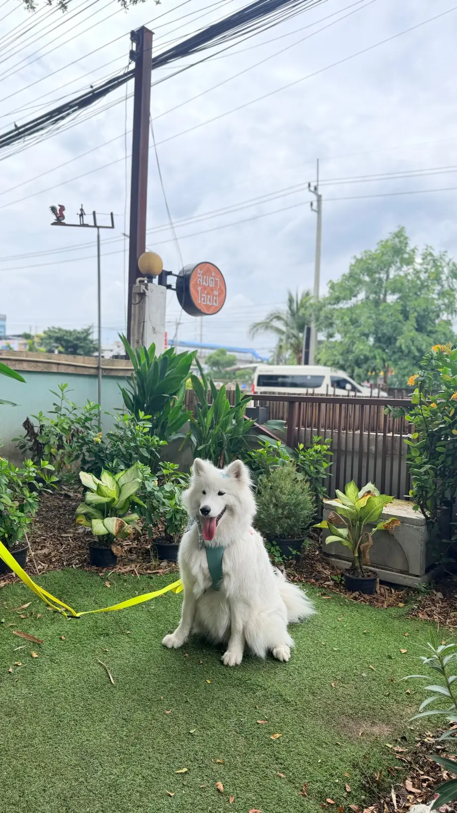 ส้มตำโฮมมี่ pets image 8