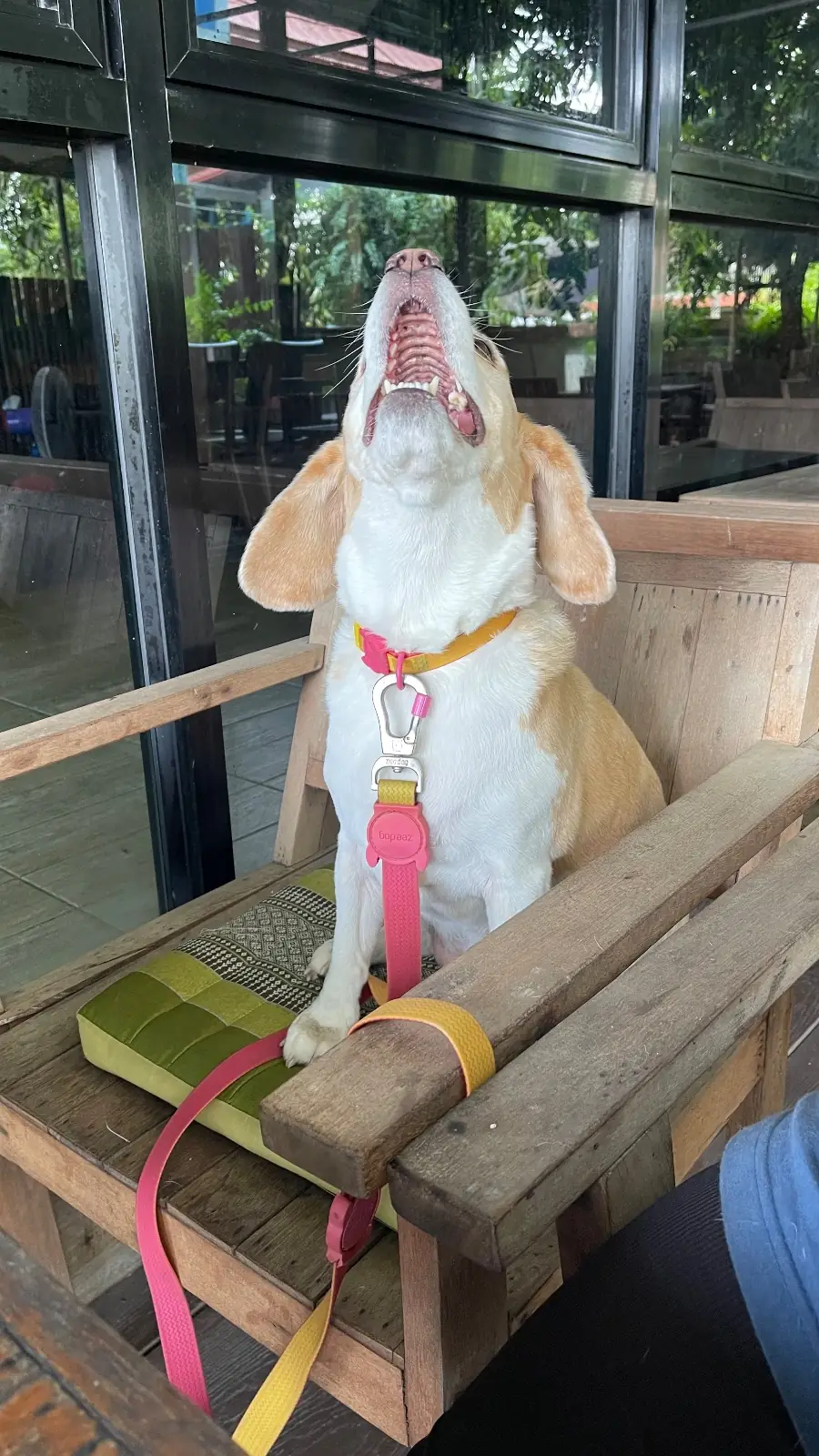 ส้มตำโฮมมี่ pets image 4