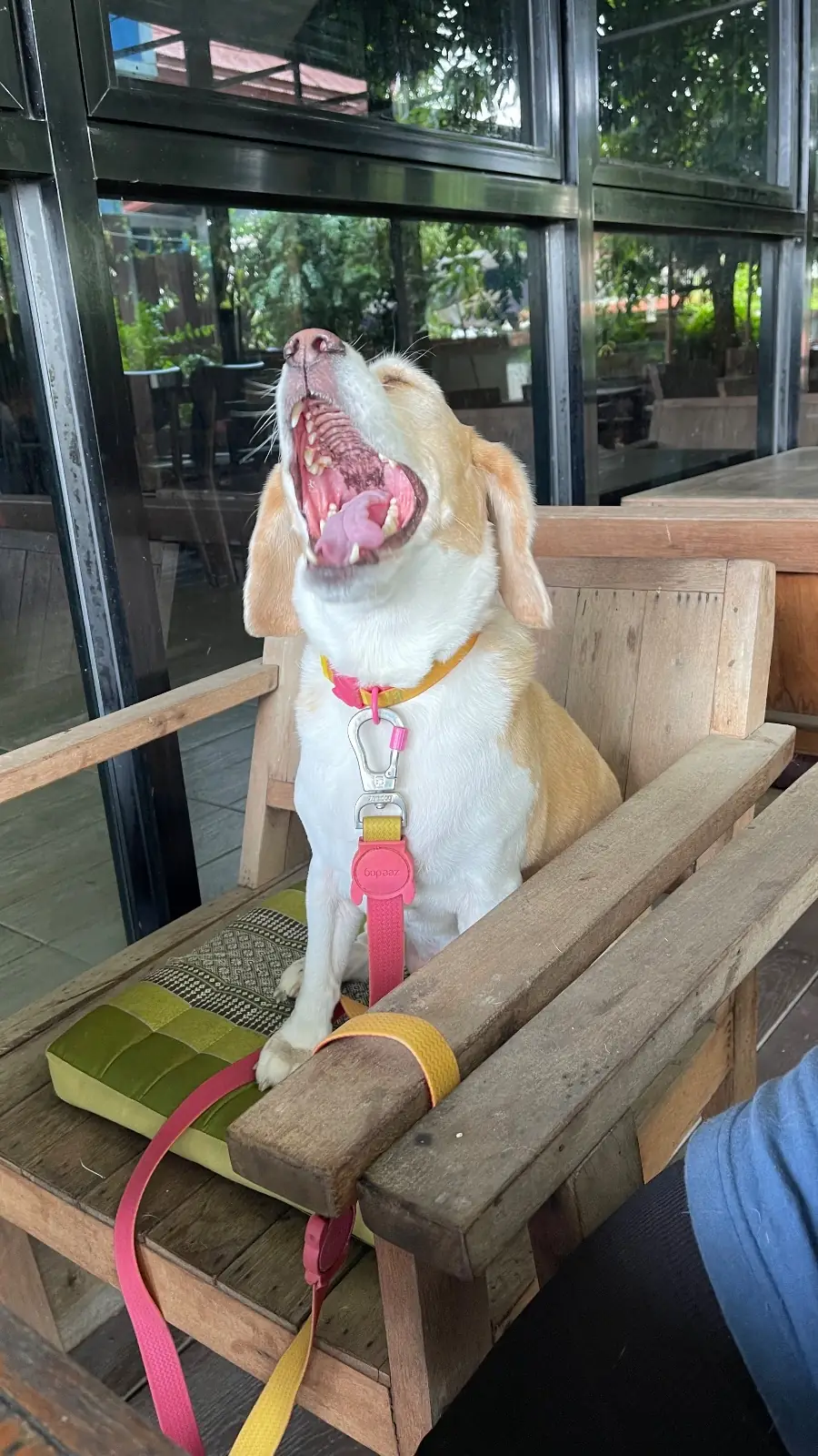ส้มตำโฮมมี่ pets image 3