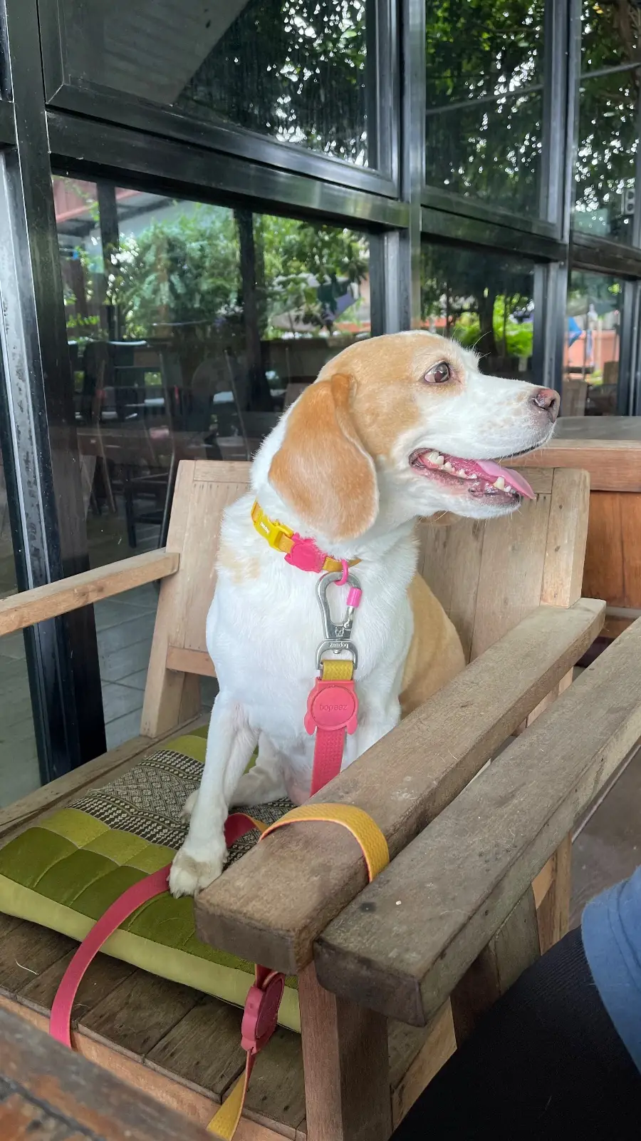 ส้มตำโฮมมี่ pets image 5