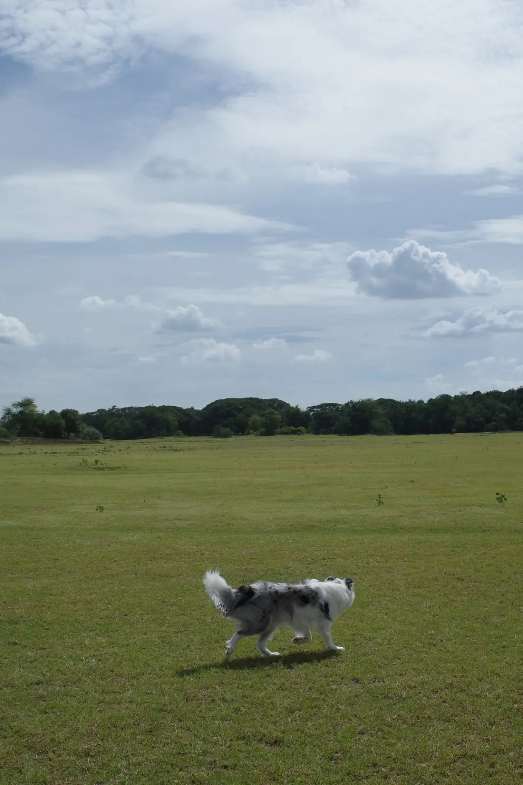 ลานกางเต็นท์เขื่อนป่าสัก - ลานหน้าร้านป้าแต๋ว pets image 1