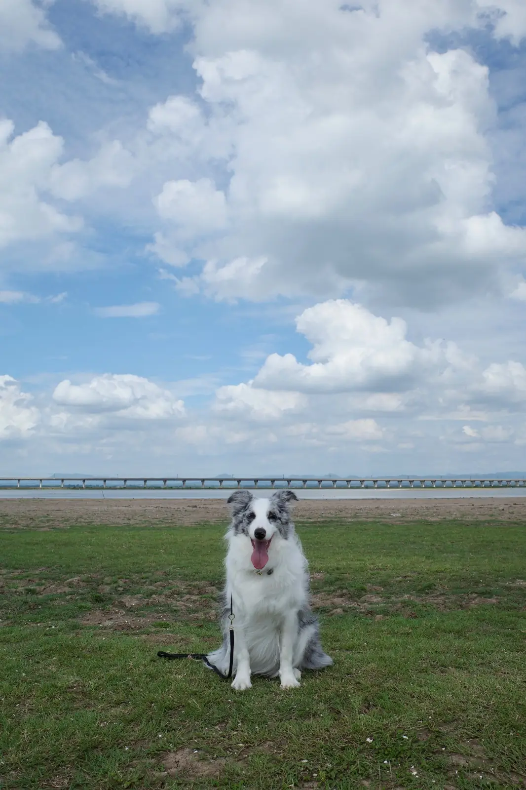 ลานกางเต็นท์เขื่อนป่าสัก - ลานหน้าร้านป้าแต๋ว pets image 2
