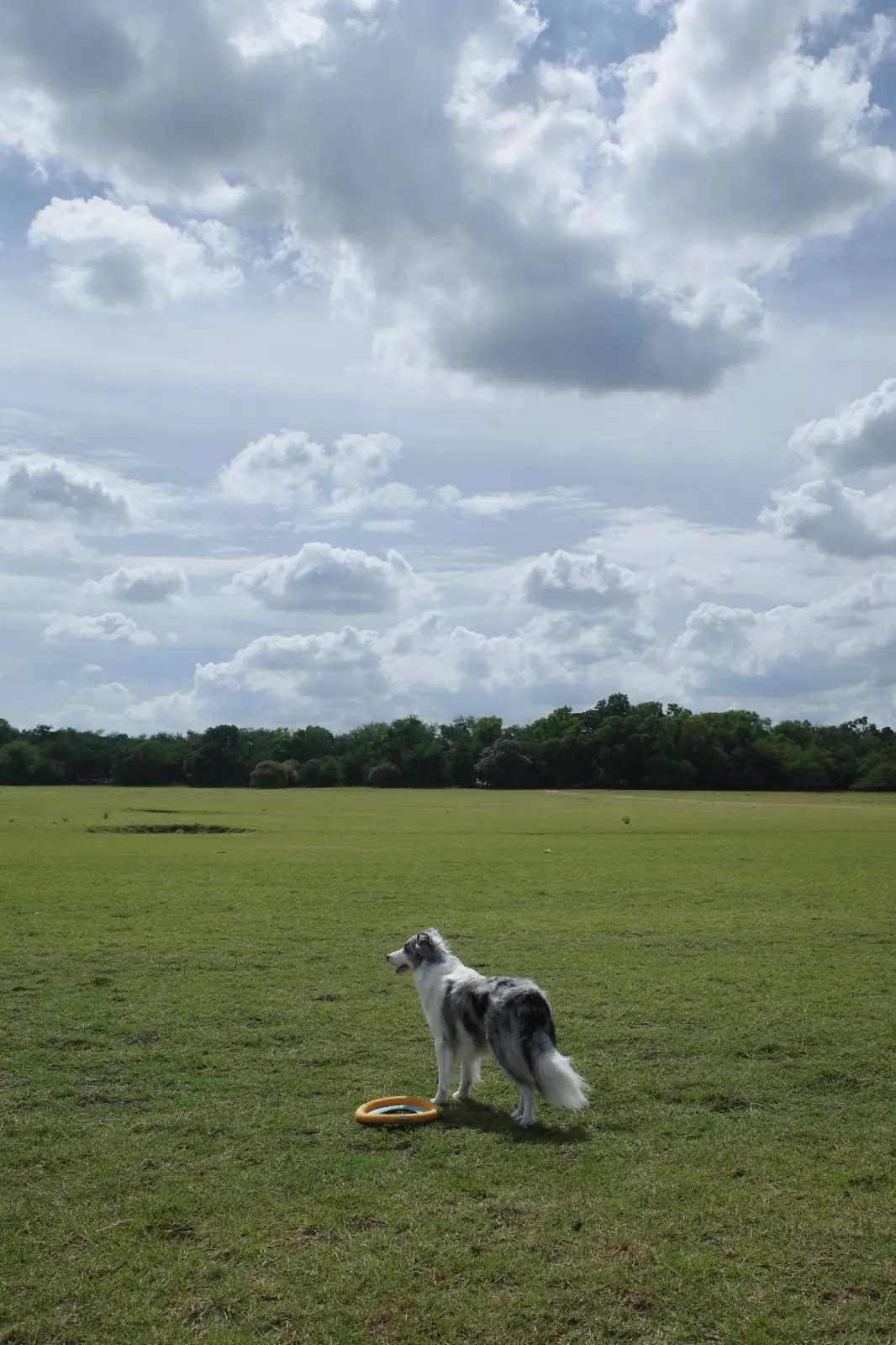 ลานกางเต็นท์เขื่อนป่าสัก - ลานหน้าร้านป้าแต๋ว pets image 3