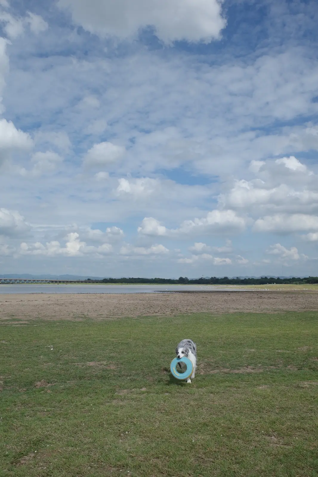 ลานกางเต็นท์เขื่อนป่าสัก - ลานหน้าร้านป้าแต๋ว pets image 4