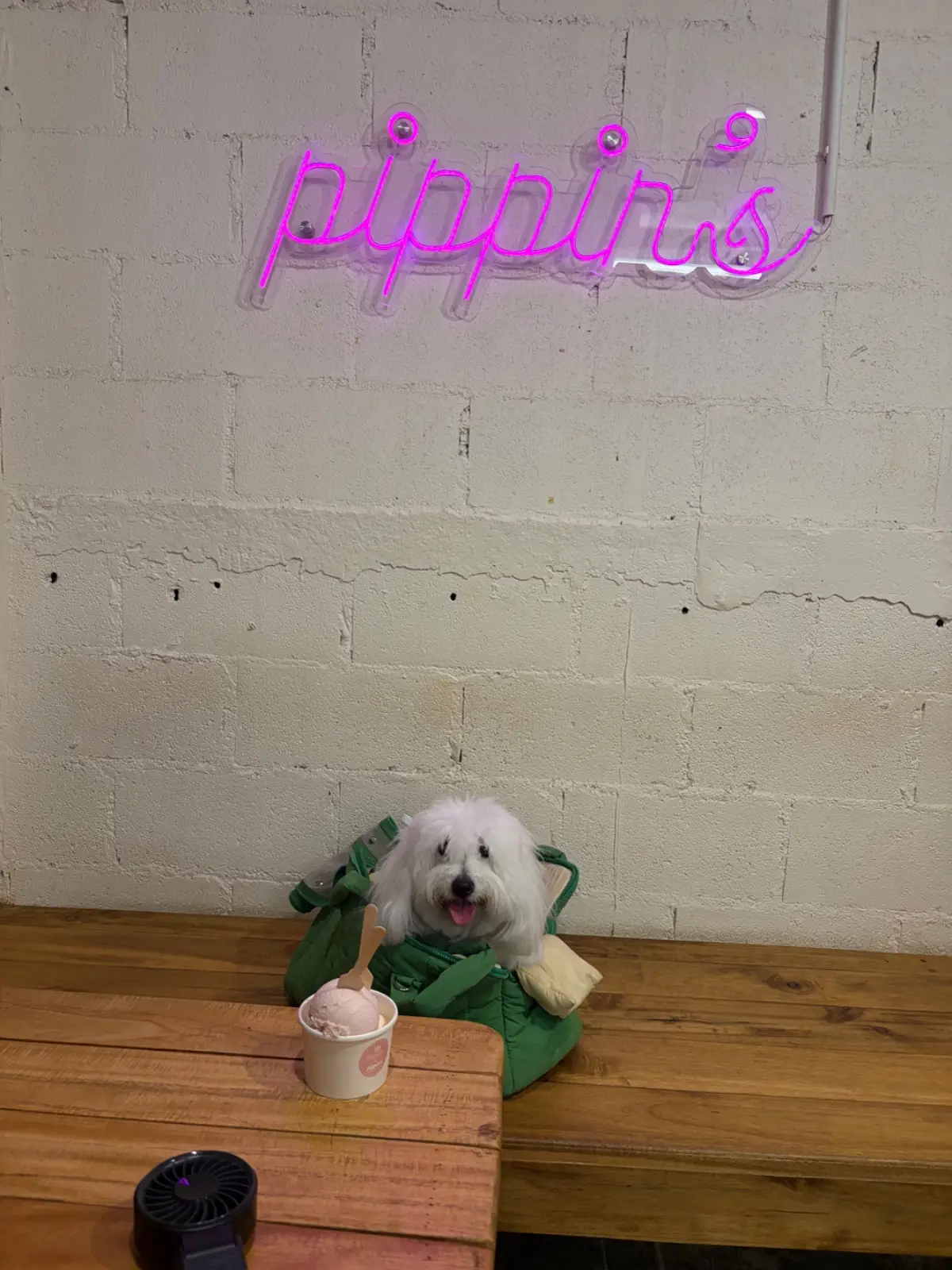 2Hands Drip Coffee & Pippin’s Gelato pets image 1