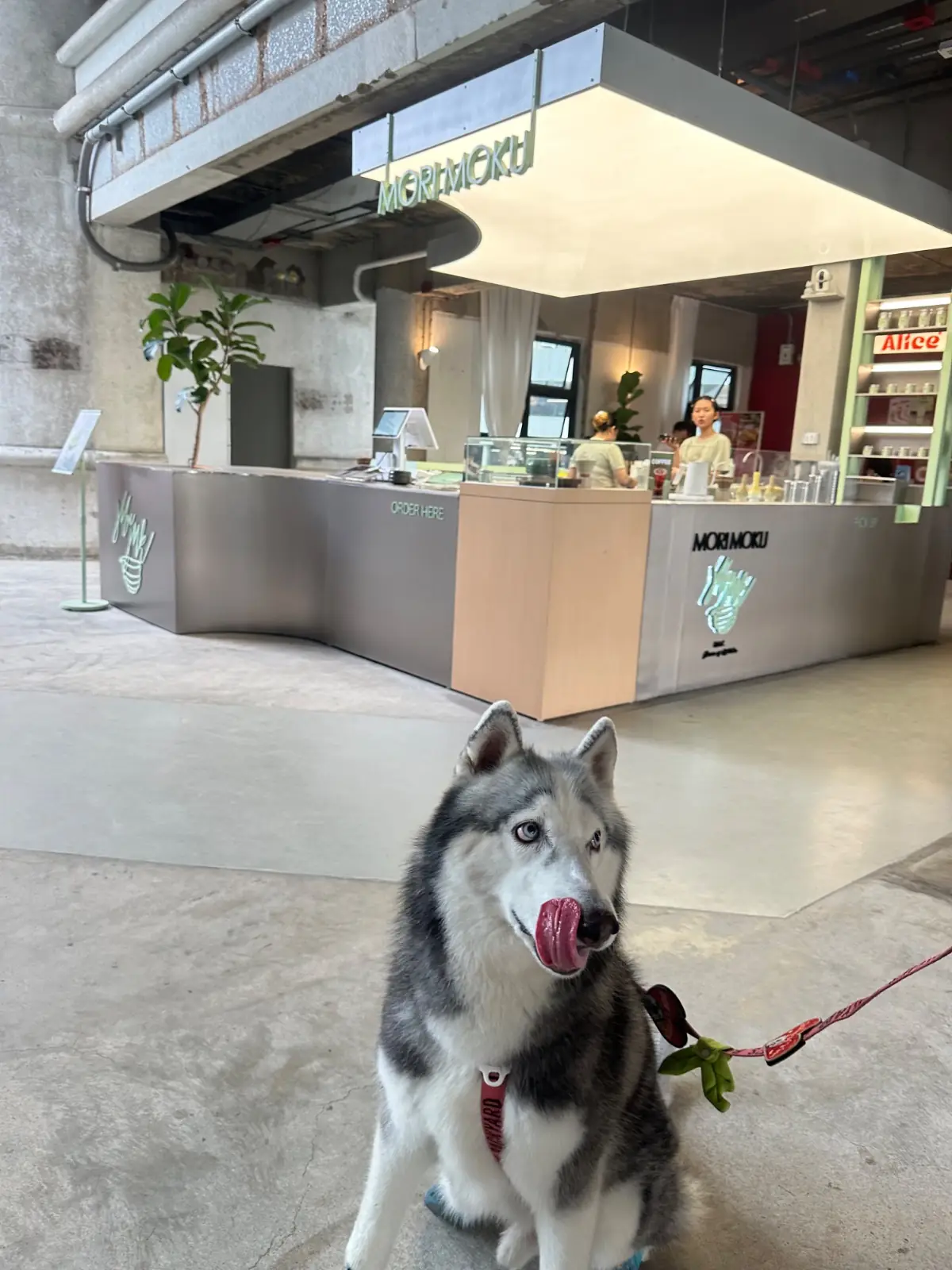 MoriMoku Matcha - The Lake Club pets image 1
