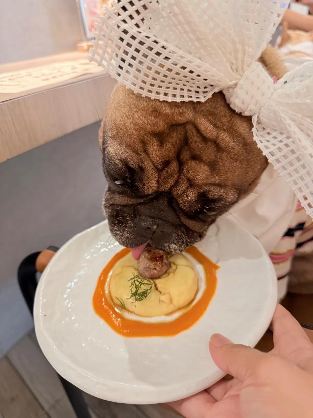 Zucca Pet Dining pets image 3