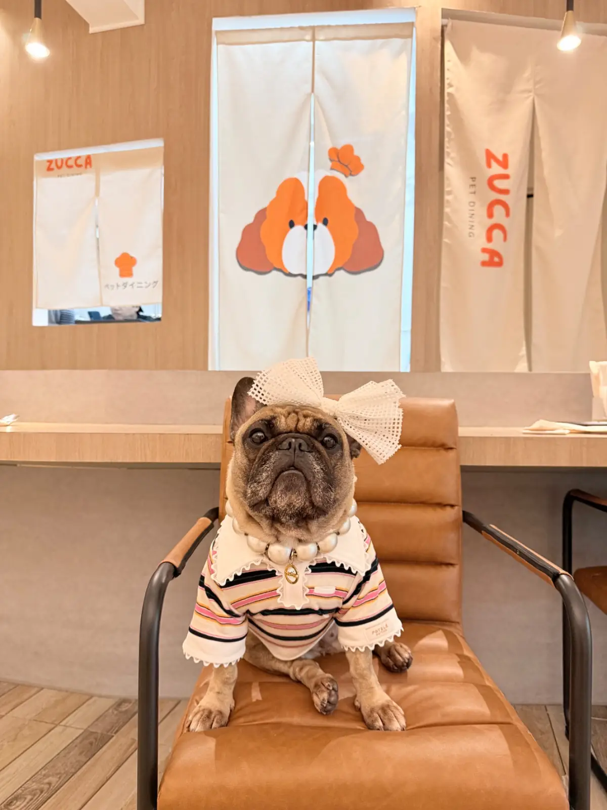 Zucca Pet Dining pets image 5