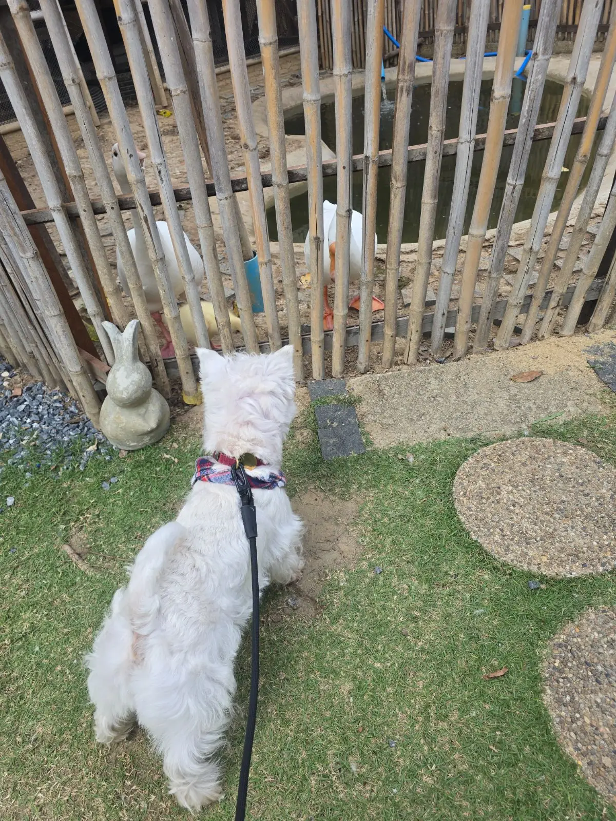 Craft Space Cafe & Eatery pets image 2