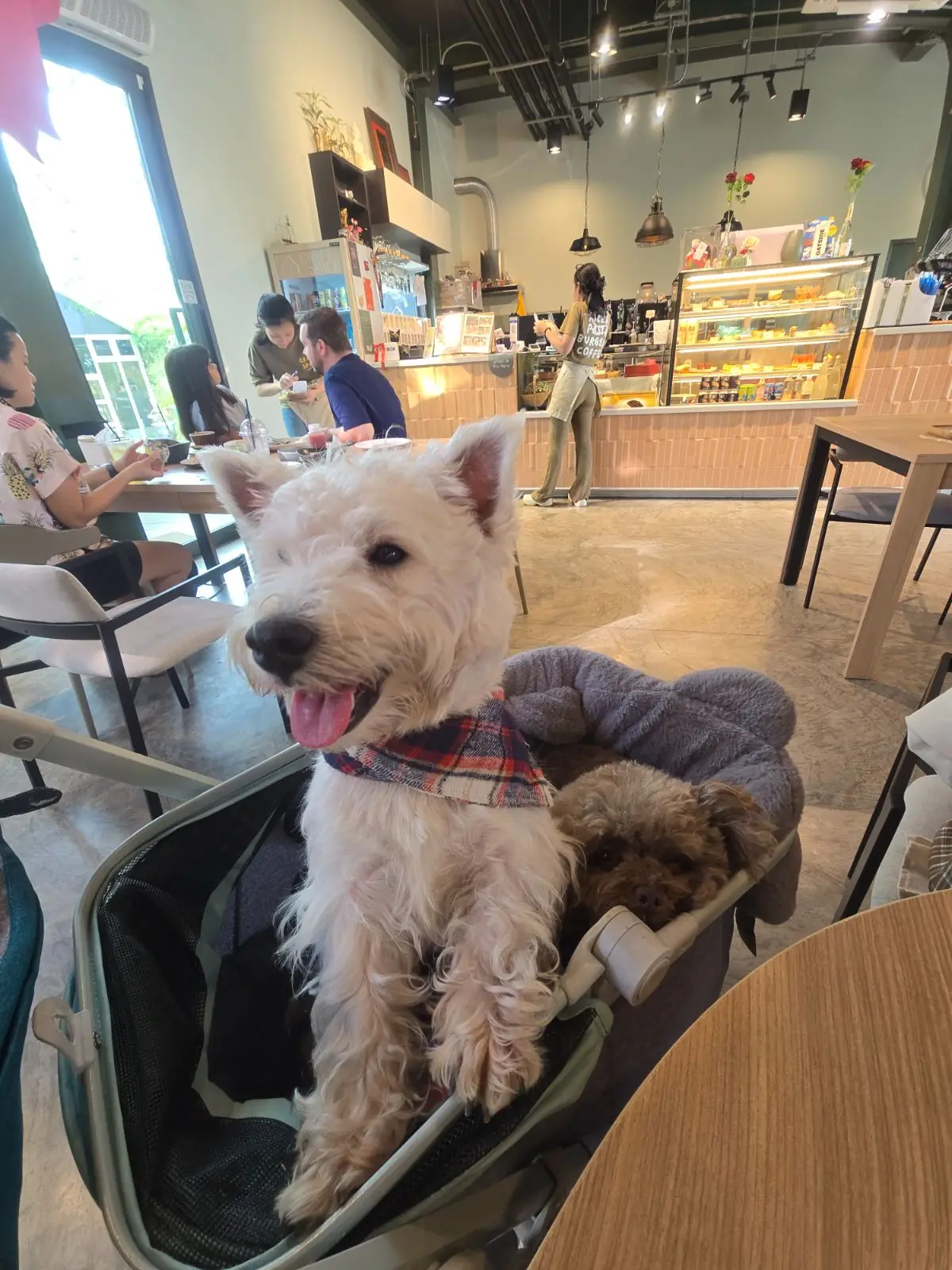 Craft Space Cafe & Eatery pets image 3