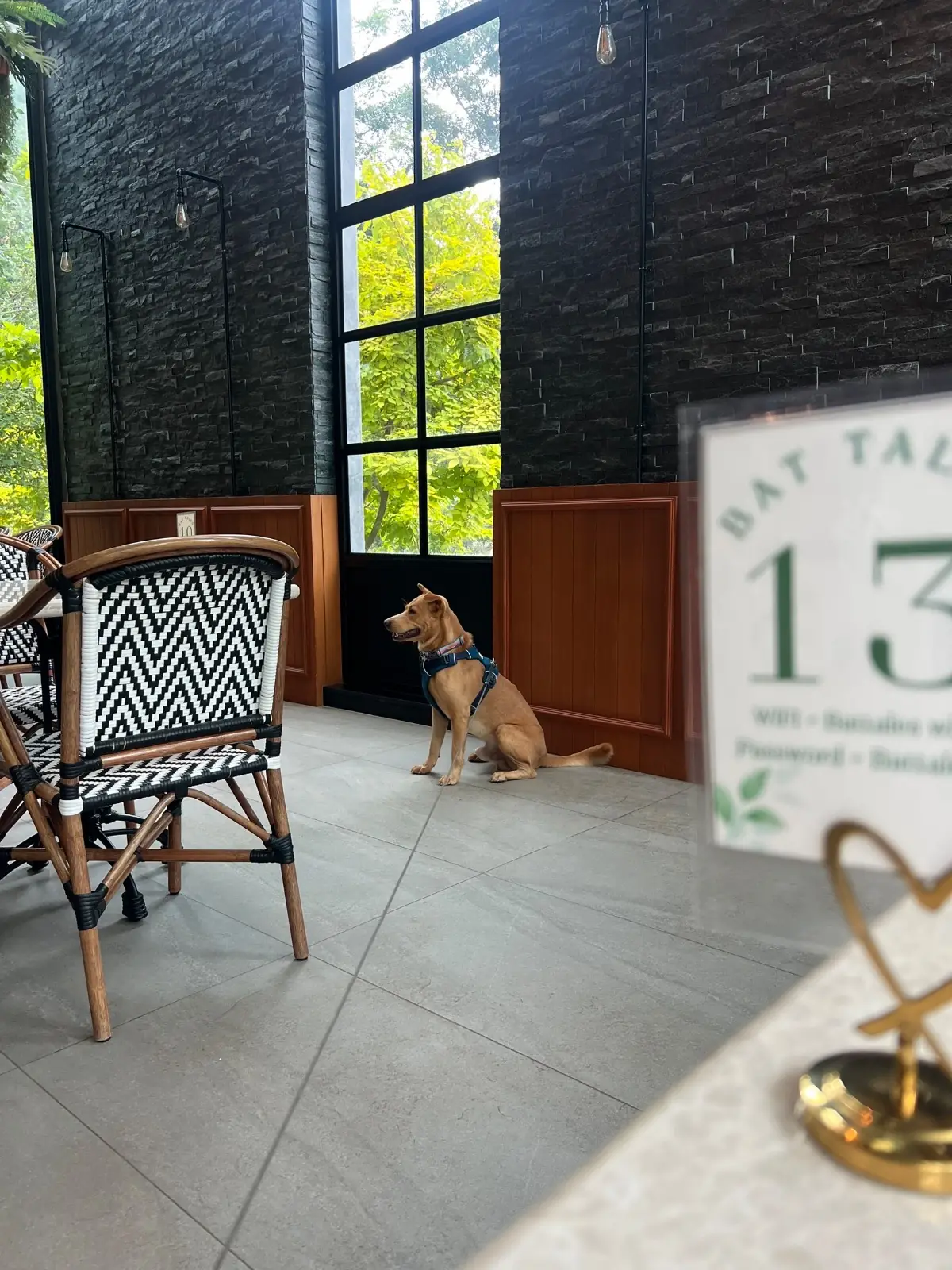 Bat Tales Cafe & Restaurant - Khaoyai pets image 3