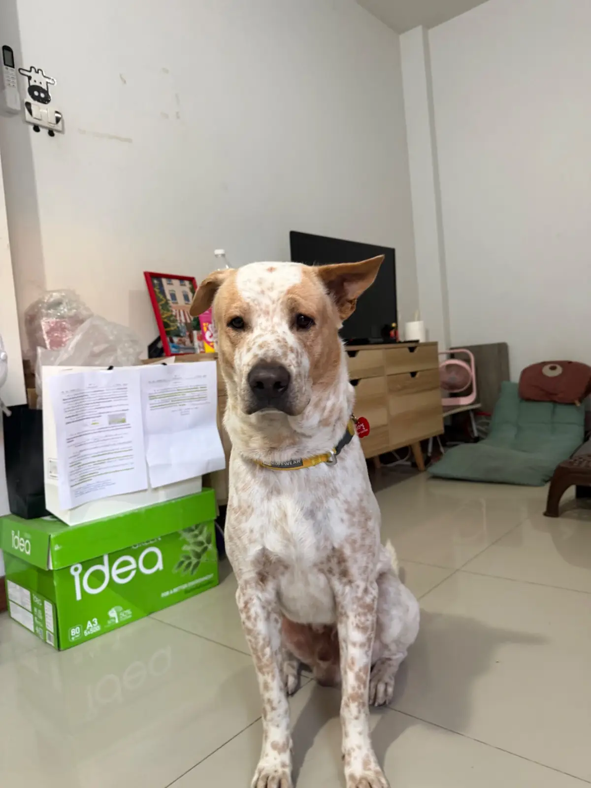 Bat Tales Cafe & Restaurant - Khaoyai pets image 1