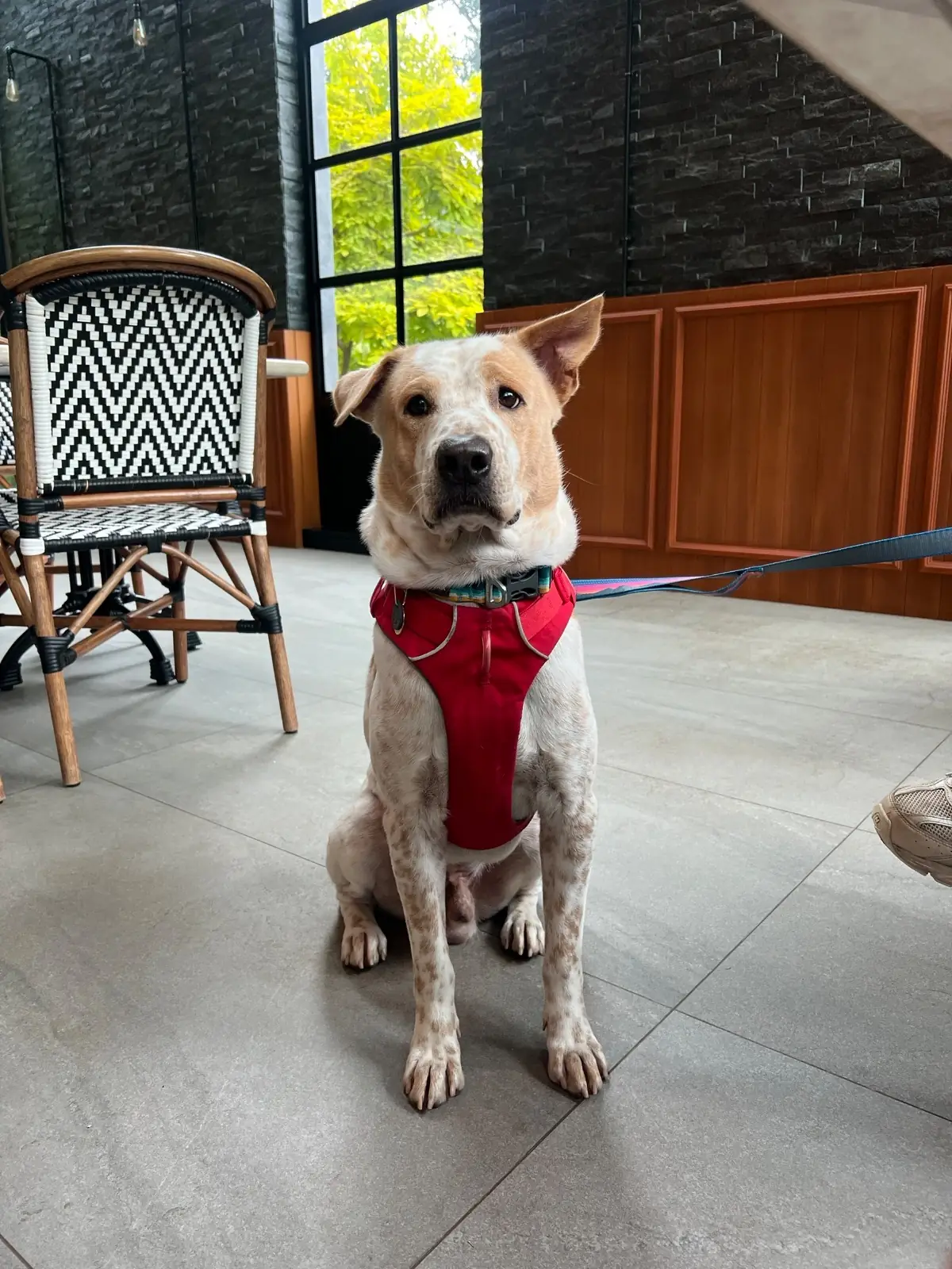 Bat Tales Cafe & Restaurant - Khaoyai pets image 2