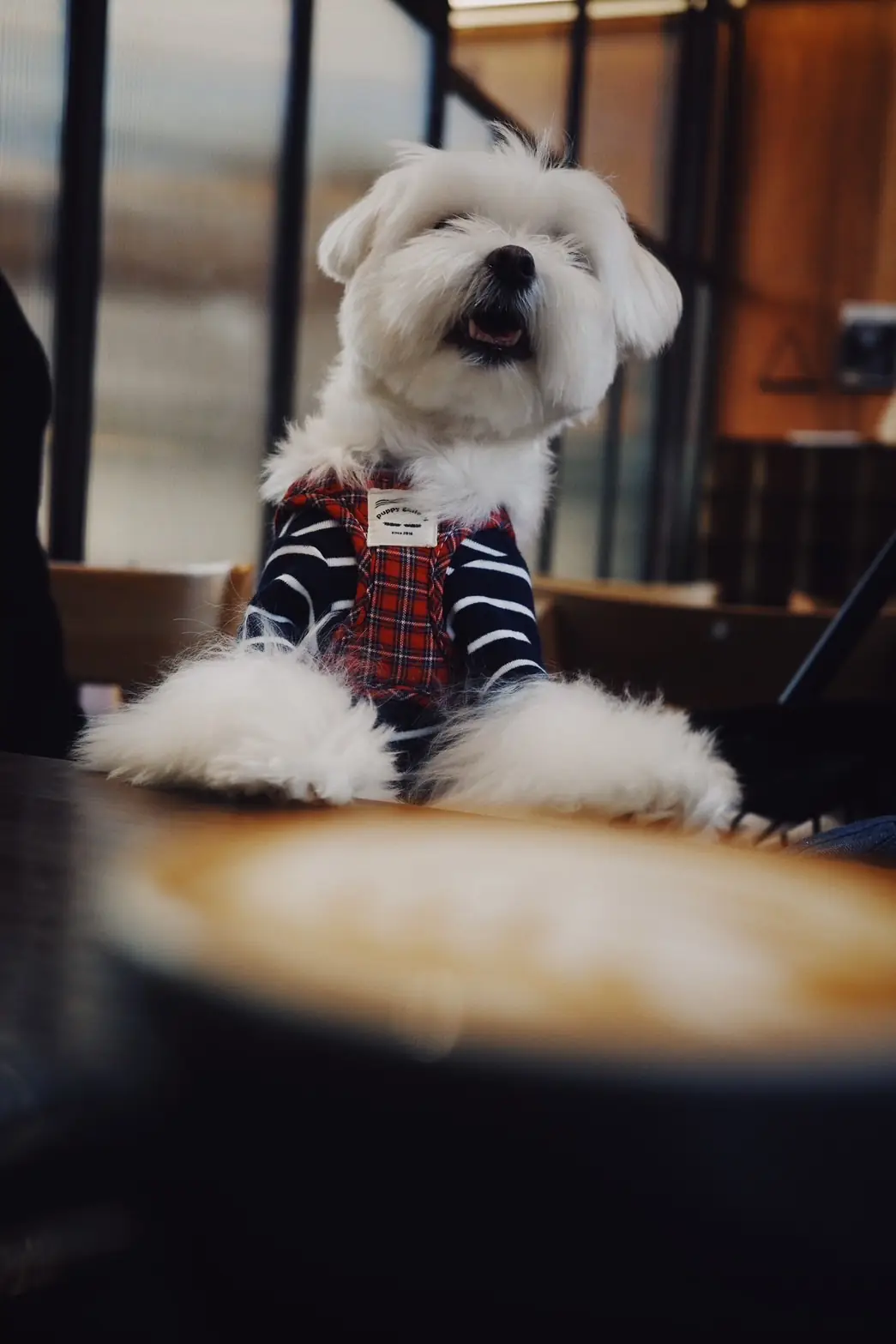 Craftsman Roastery and Brew Bar pets image 3