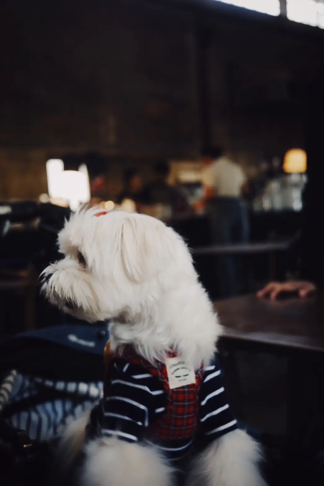 Craftsman Roastery and Brew Bar pets image 2