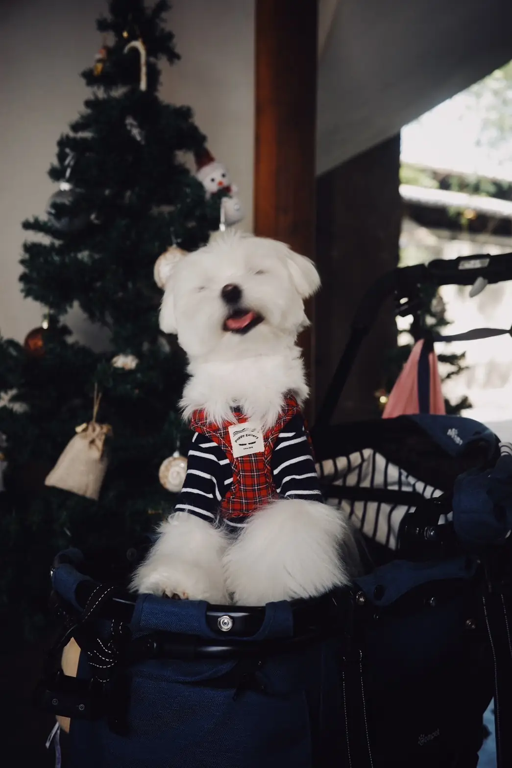 Craftsman Roastery and Brew Bar pets image 4