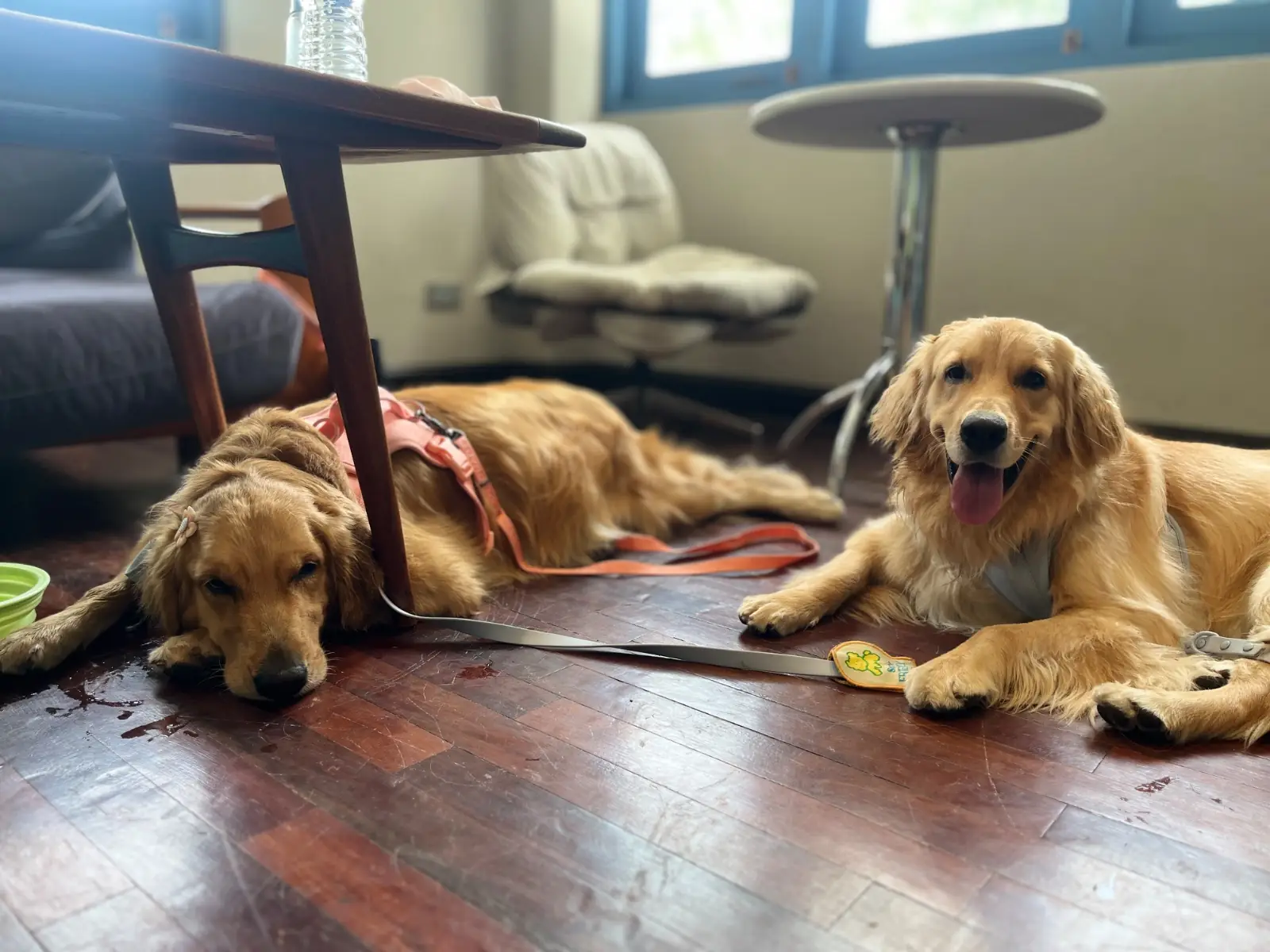 DETOUR - Coffee Brunch & Bar pets image 3