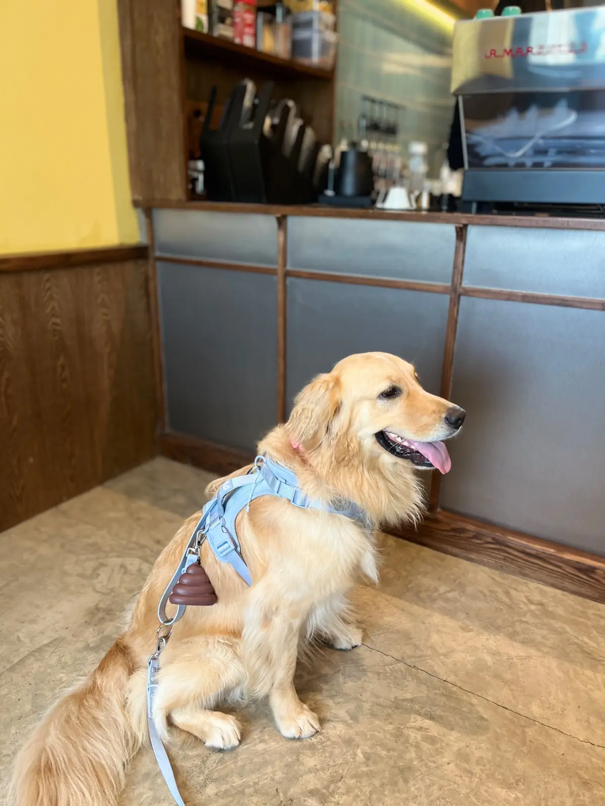 DETOUR - Coffee Brunch & Bar pets image 2