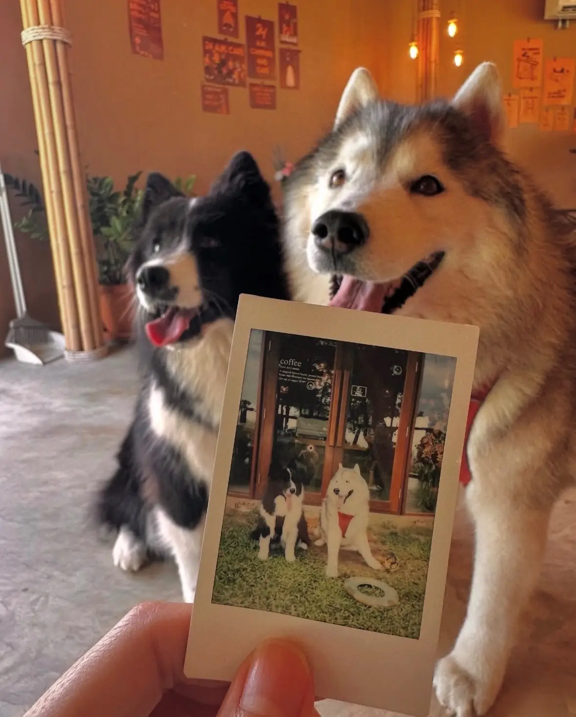 24 A.M. CAFÉ & BAR - Saraburi pets image 3