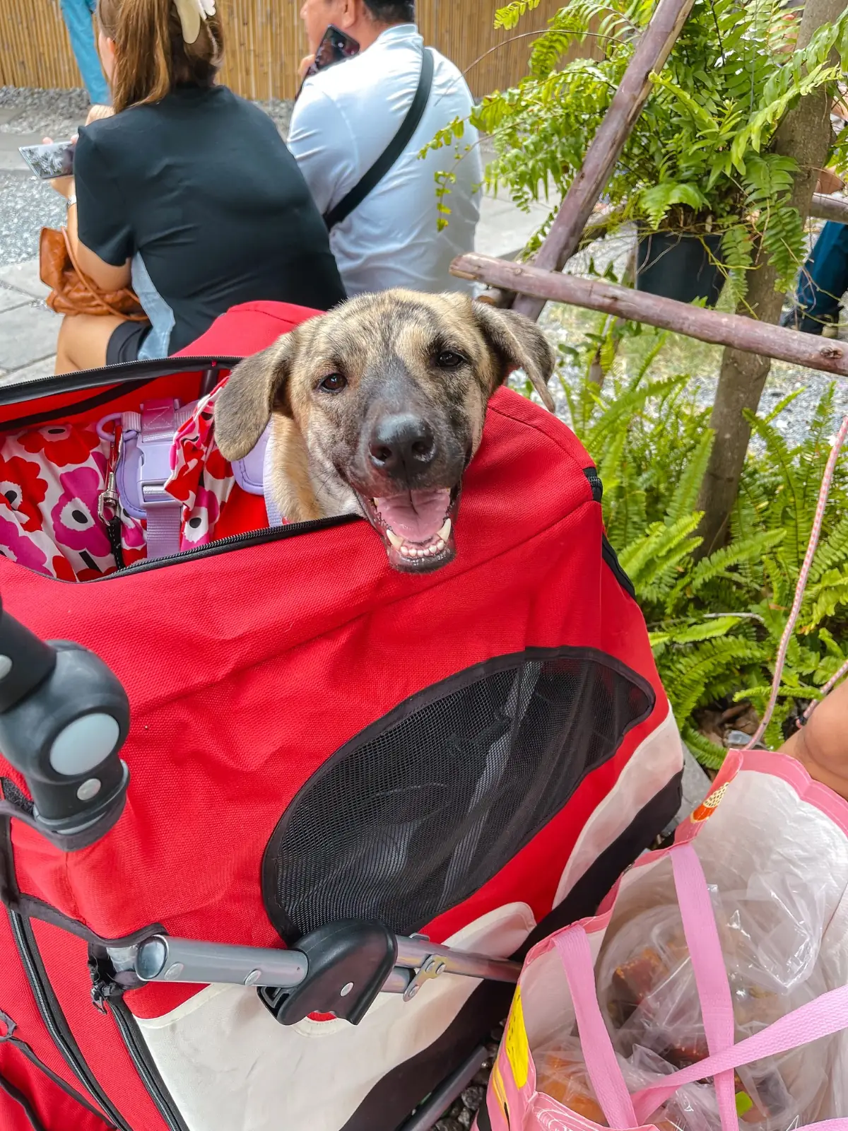 ยำแสนวอน pets image 1