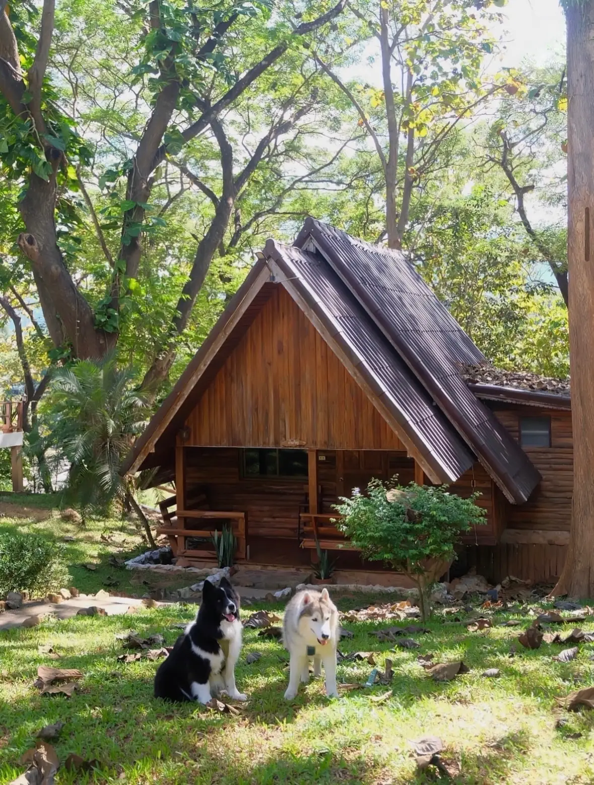 น้ำตกปอย pets image 5