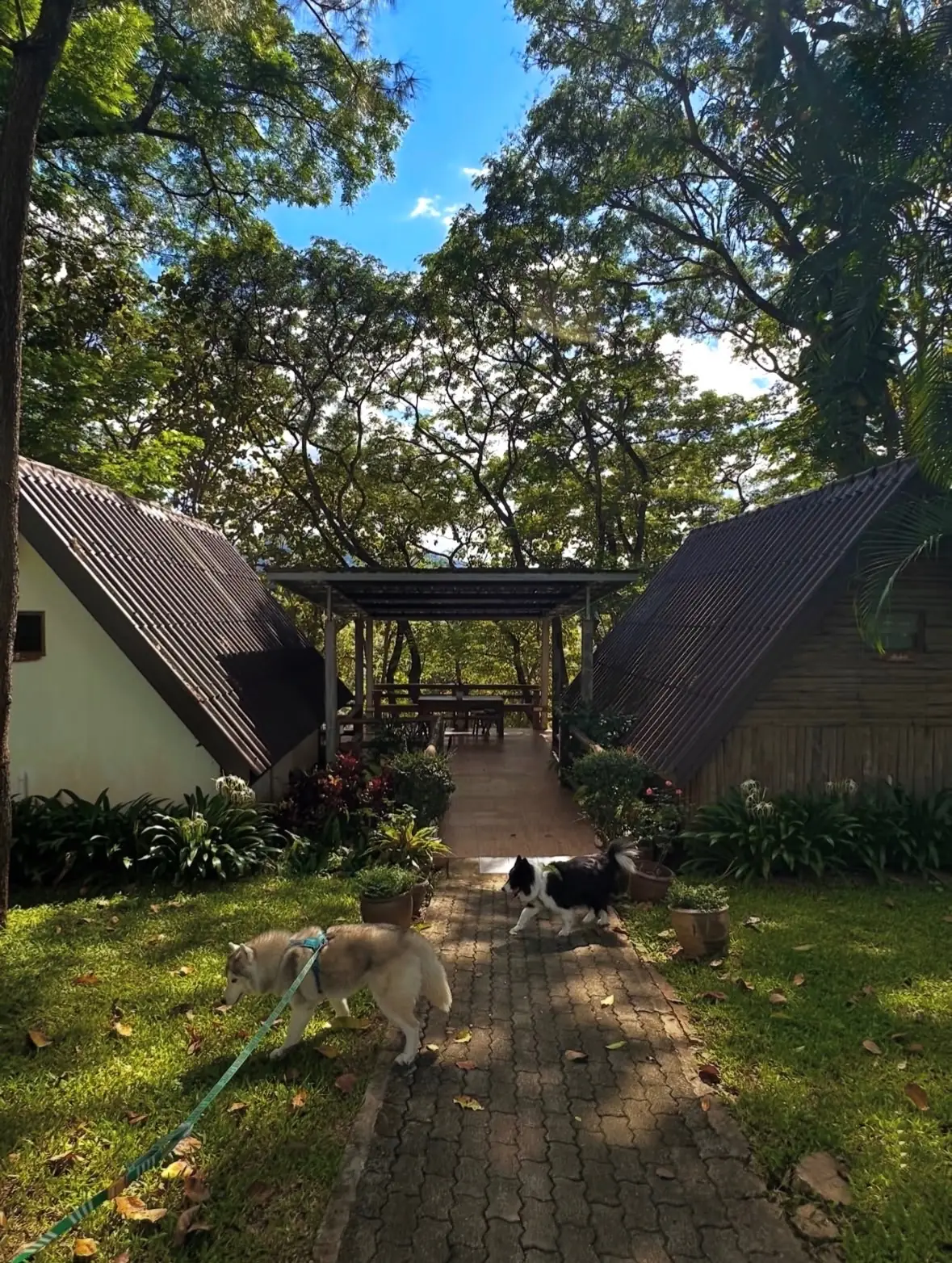 น้ำตกปอย pets image 4
