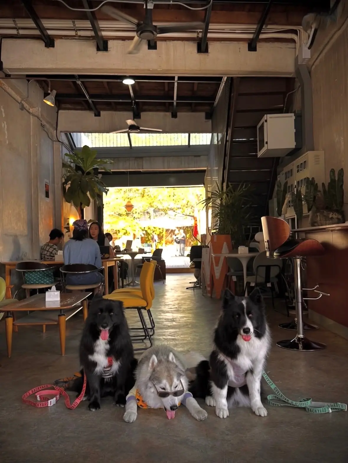 McArthur Bloc pets image 2