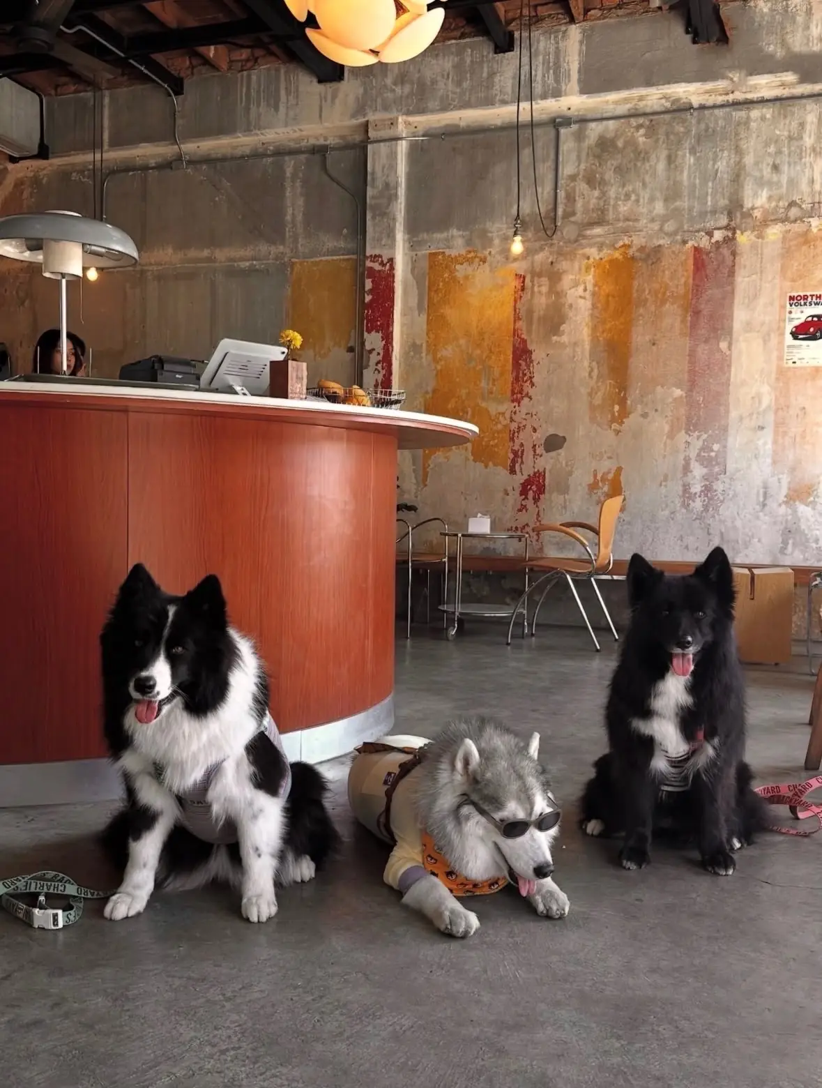 McArthur Bloc pets image 3