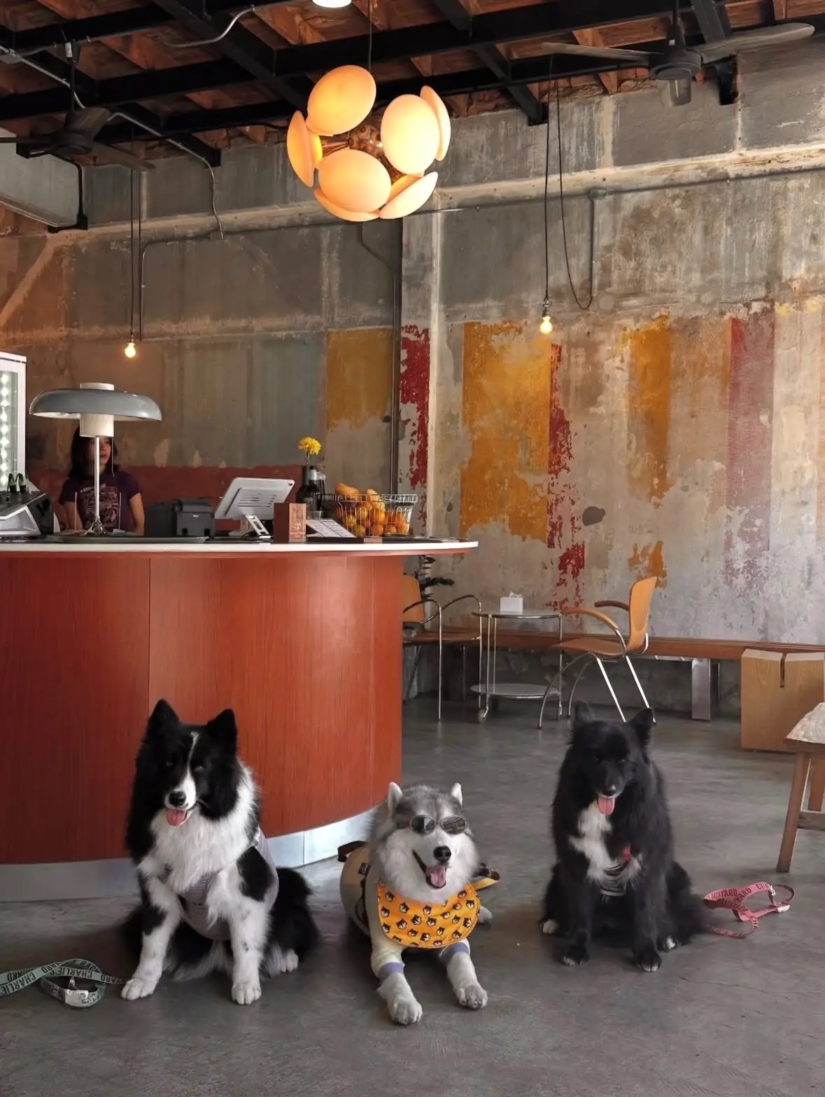 McArthur Bloc pets image 1