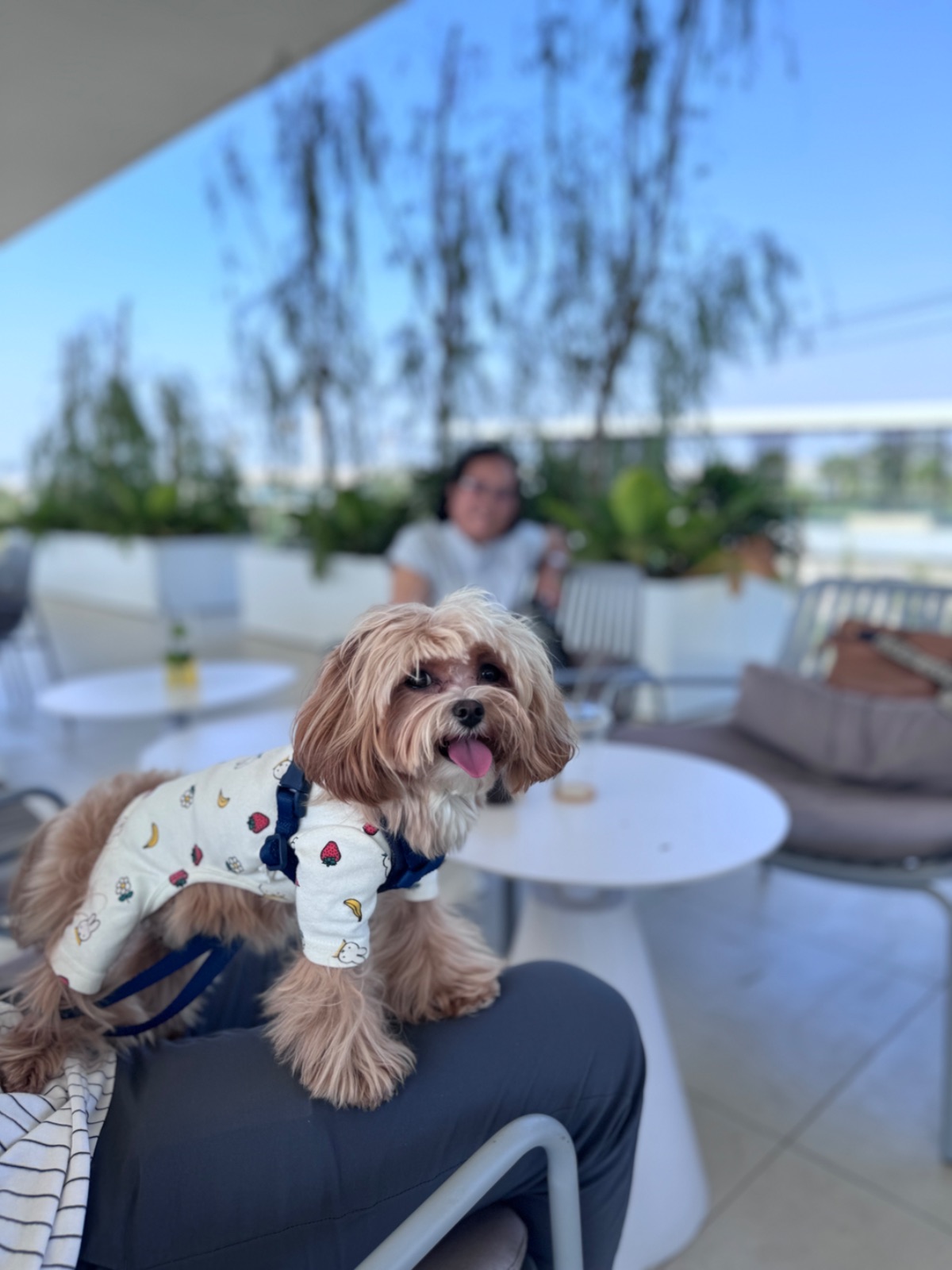 Moo Yoo Cafe pets image 3