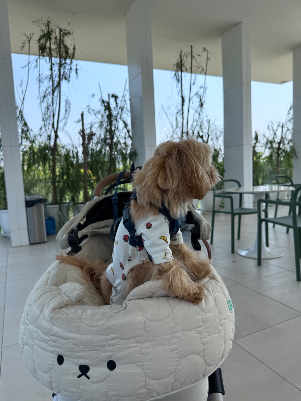 Moo Yoo Cafe pets image 5